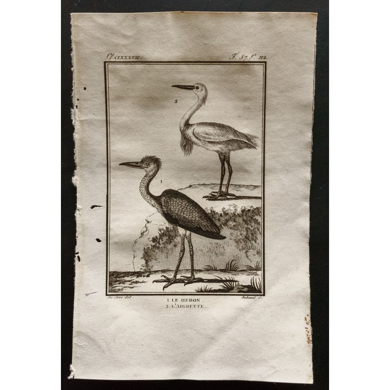 Gravure de 1801 - Le Héron, l'aigrette [Oiseaux] - 1