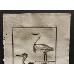 Gravure de 1801 - Le Héron, l'aigrette [Oiseaux] - 2