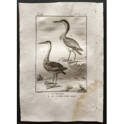 Gravure de 1801 - Le blongios, le crabier vert tacheté [Oiseaux] - 1