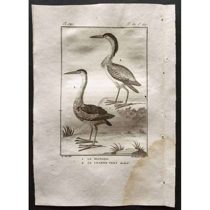 Gravure de 1801 - Le blongios, le crabier vert tacheté [Oiseaux] - 1