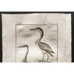 Gravure de 1801 - Le blongios, le crabier vert tacheté [Oiseaux] - 2