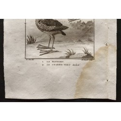 Gravure de 1801 - Le blongios, le crabier vert tacheté [Oiseaux] - 3