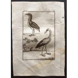 Gravure de 1801 - Le bec-ouvert, le butor [Oiseaux] - 1
