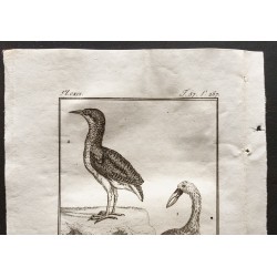 Gravure de 1801 - Le bec-ouvert, le butor [Oiseaux] - 2