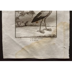 Gravure de 1801 - Le bec-ouvert, le butor [Oiseaux] - 3