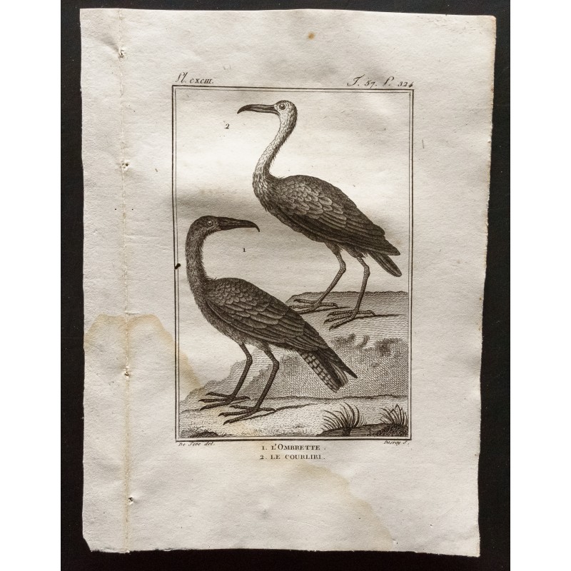 Gravure de 1801 - L'ombrette, le courliri [Oiseaux] - 1