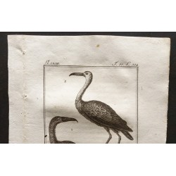 Gravure de 1801 - L'ombrette, le courliri [Oiseaux] - 2