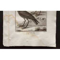 Gravure de 1801 - L'ombrette, le courliri [Oiseaux] - 3