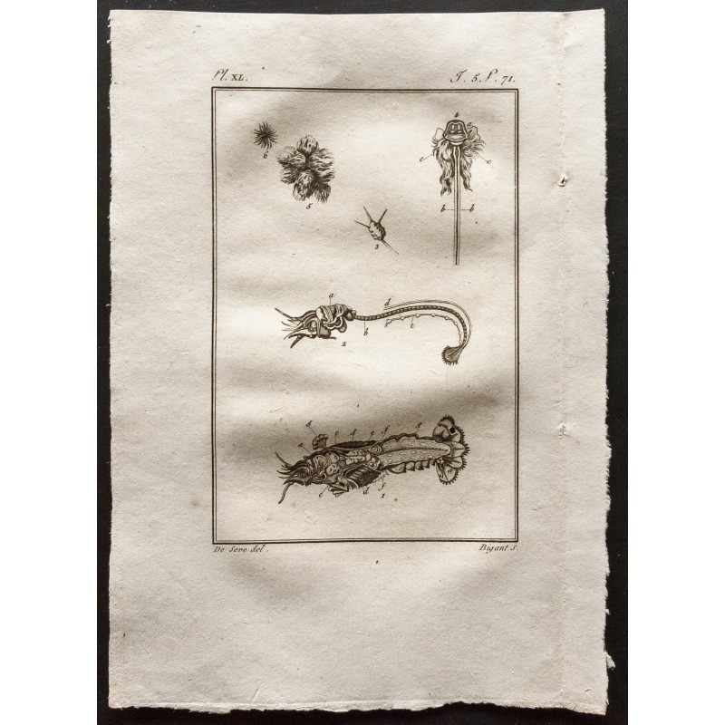Gravure de 1802 - Anatomie de crustacés [Crustacés] - 1