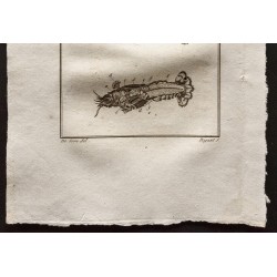 Gravure de 1802 - Anatomie de crustacés [Crustacés] - 3