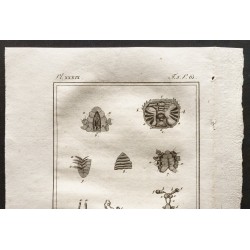 Gravure de 1802 - Coupe de crustacés [Crustacés] - 2