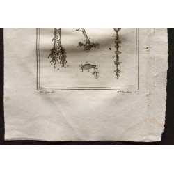 Gravure de 1802 - Coupe de crustacés [Crustacés] - 3
