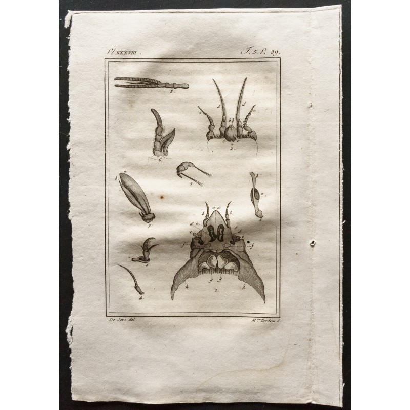 Gravure de 1802 - Crustacés [Crustacés] - 1