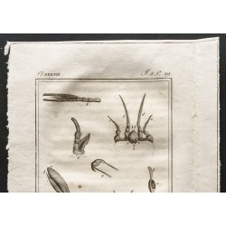 Gravure de 1802 - Crustacés [Crustacés] - 2
