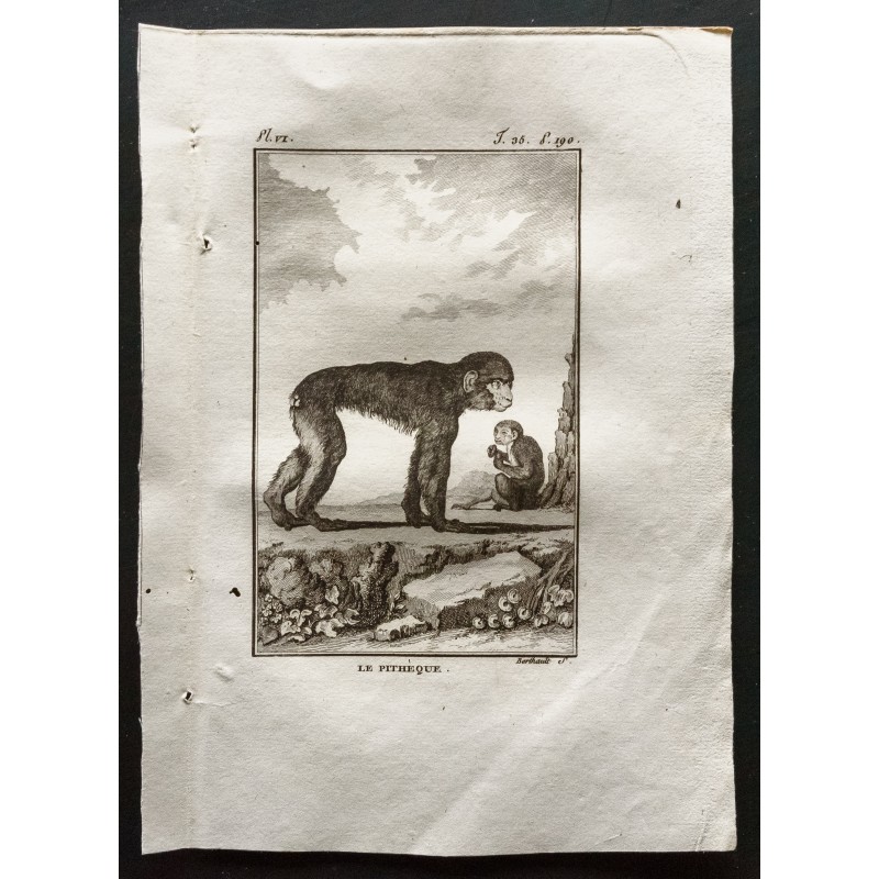 Gravure de 1800 - Le pithèque et son petit [Singes] - 1