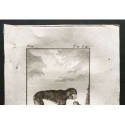 Gravure de 1800 - Le pithèque et son petit [Singes] - 2