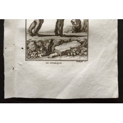 Gravure de 1800 - Le pithèque et son petit [Singes] - 3