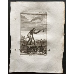 Gravure de 1800 - Le petit Gibbon [Singes] - 1
