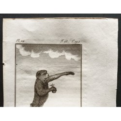 Gravure de 1800 - Le pithèque femelle [Singes] - 2