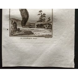 Gravure de 1800 - Le pithèque femelle [Singes] - 3