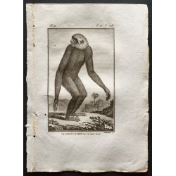 Gravure de 1800 - Le gibbon cendré ou le wou wou [Singes] - 1