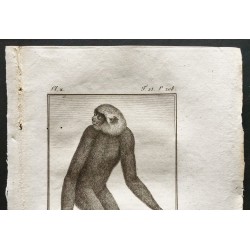 Gravure de 1800 - Le gibbon cendré ou le wou wou [Singes] - 2