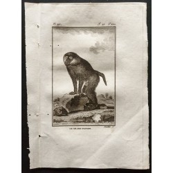 Gravure de 1800 - Le grand papion [Singes] - 1