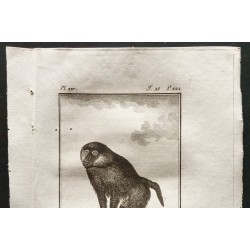 Gravure de 1800 - Le grand papion [Singes] - 2