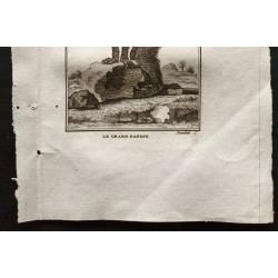 Gravure de 1800 - Le grand papion [Singes] - 3