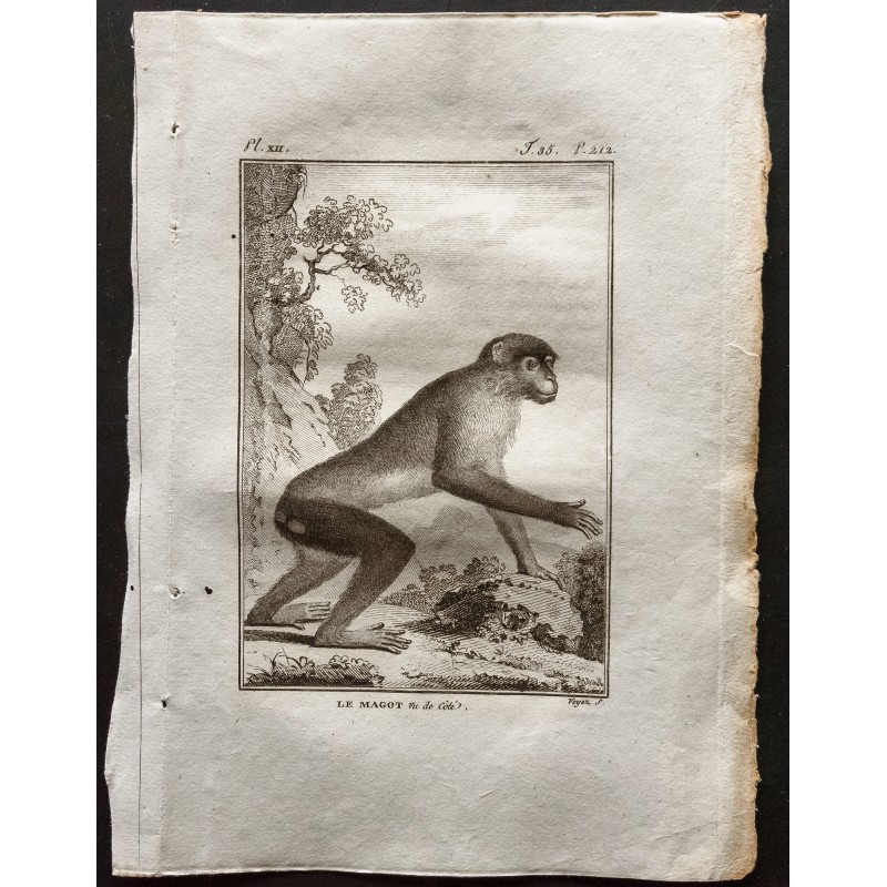 Gravure de 1800 - Le magot vu de coté [Singes] - 1