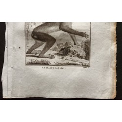 Gravure de 1800 - Le magot vu de coté [Singes] - 3