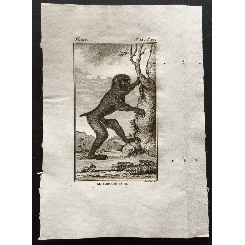Gravure de 1800 - Le babouin des bois [Singes] - 1