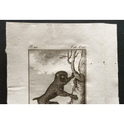 Gravure de 1800 - Le babouin des bois [Singes] - 2