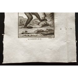 Gravure de 1800 - Le babouin des bois [Singes] - 3