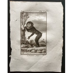 Gravure de 1800 - Le mandrill femelle [Singes] - 1