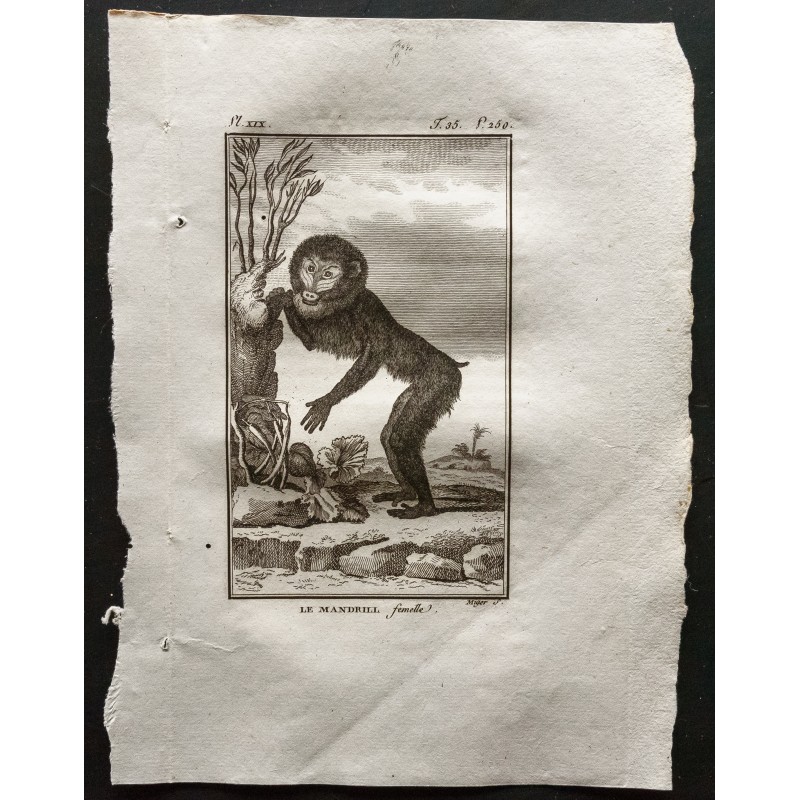 Gravure de 1800 - Le mandrill femelle [Singes] - 1