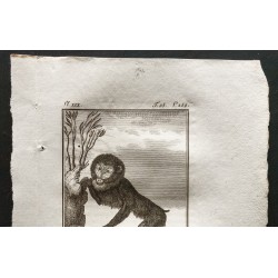Gravure de 1800 - Le mandrill femelle [Singes] - 2
