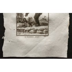 Gravure de 1800 - Le mandrill femelle [Singes] - 3