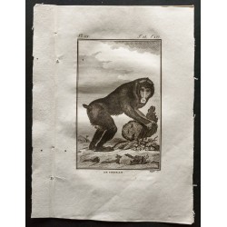 Gravure de 1800 - Le choras [Singes] - 1