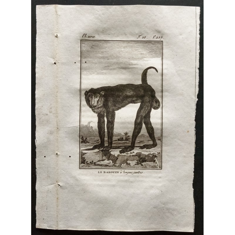 Gravure de 1800 - Le babouin à longues jambes [Singes] - 1