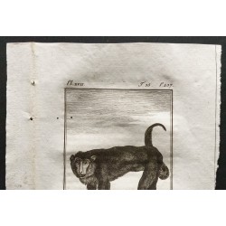 Gravure de 1800 - Le babouin à longues jambes [Singes] - 2