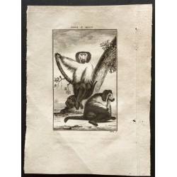 Gravure de 1800 - Le singe de Moco [Singes] - 1