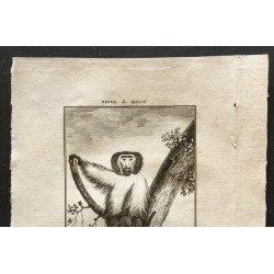 Gravure de 1800 - Le singe de Moco [Singes] - 2