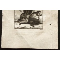 Gravure de 1800 - Le singe de Moco [Singes] - 3