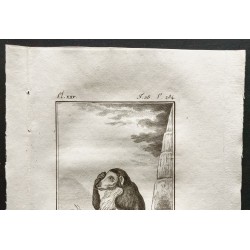 Gravure de 1800 - La guenon à museau allongé [Singes] - 2