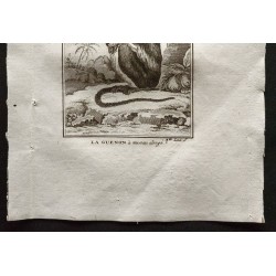 Gravure de 1800 - La guenon à museau allongé [Singes] - 3