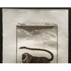 Gravure de 1800 - La guenon à crinière [Singes] - 2
