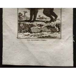 Gravure de 1800 - La guenon à crinière [Singes] - 3