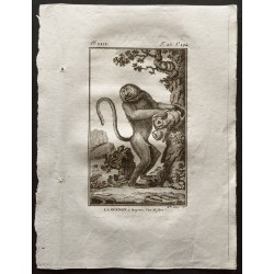 Gravure de 1800 - La guenon à long nez, vue de face [Singes] - 1
