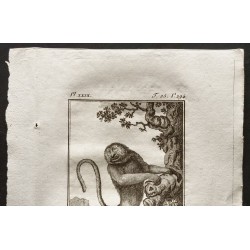 Gravure de 1800 - La guenon à long nez, vue de face [Singes] - 2